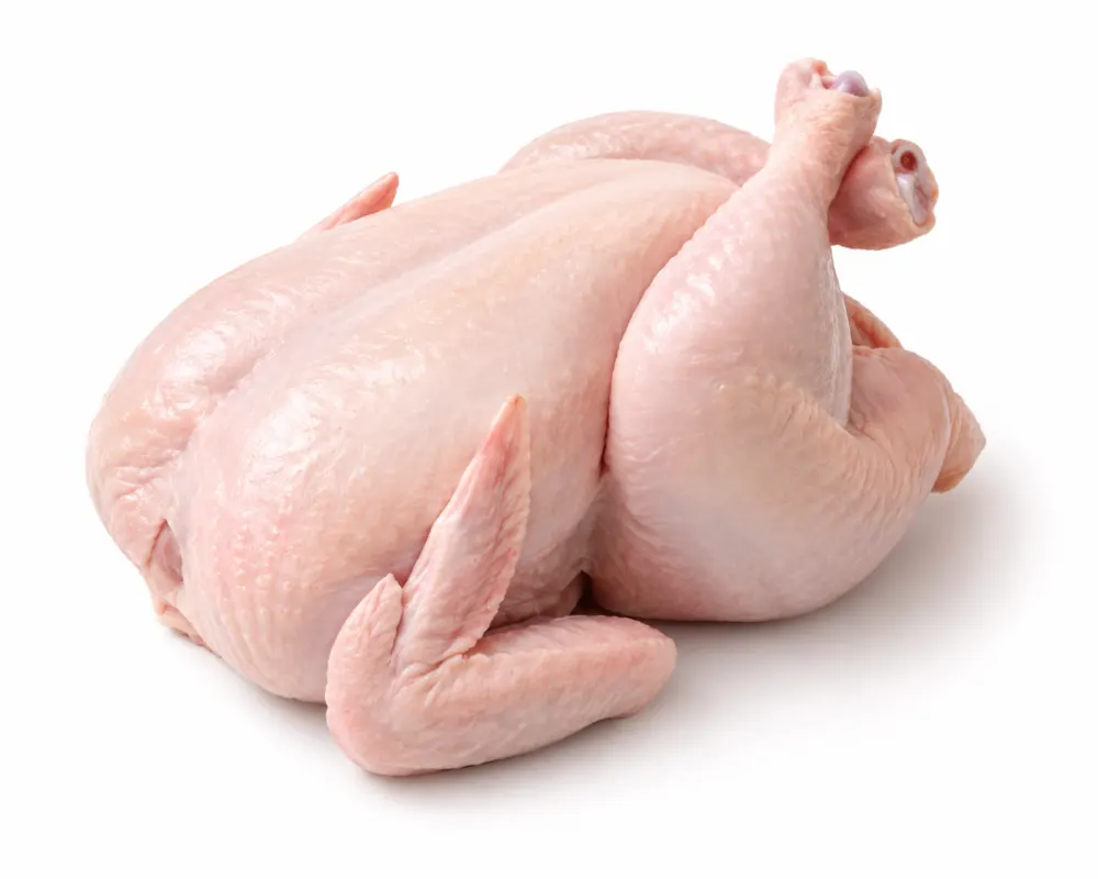 Broiler Chicken